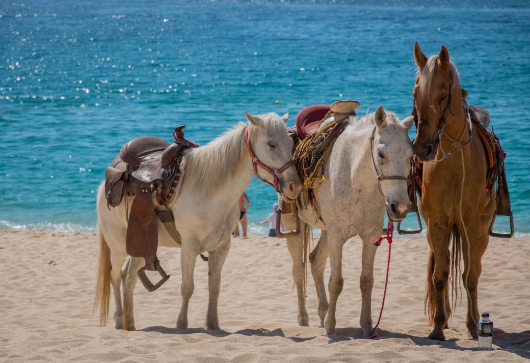 horses